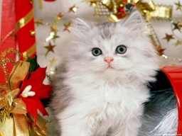 christmas-cat_kicsi.jpg